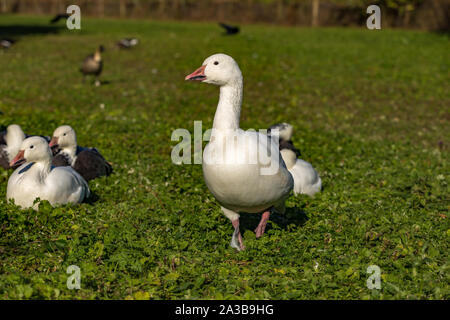 Snow Goose at Slimbridge Stock Photo