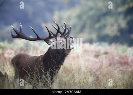 Richmond Park, London, UK. 7th Oct 2019.A Red deer (cervus elaphus) bolving during the annual rut today in Richmond park, UK. Credit:Ed Brown/Alamy Live News Stock Photo