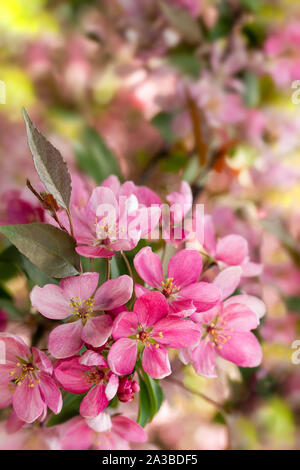 Apple tree in bloom, pink crab flowers with buds close-up copy space. Spring Blossom Apple Orchard Vertical Background Stock Photo
