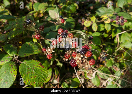Close up of wild blackberries blackberry berries fruit fruits in autumn England UK United Kingdom GB Great Britain Stock Photo