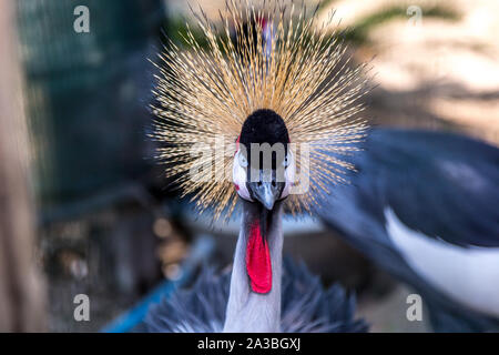 Crowned crane is a large bird from the family of these cranes is leading a settled life in West and East Africa Stock Photo