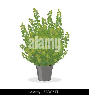 Bright green barberry bush growing in the flower pot. Decorative foundation plant. Growing shrubs in a container. Garden illustration. Bright green sh Stock Vector