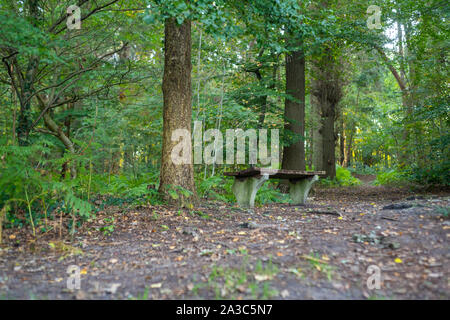 An old broken bench  without backrest stands on a roadside in a forest Stock Photo