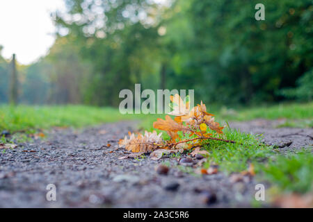 a small  branch of an oak lies on a distant lane in autumnal colors Stock Photo