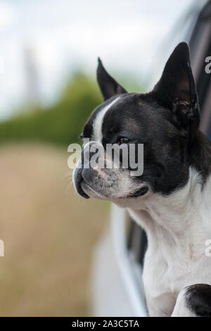 Dog - Boston Terrier - sticking his head out the car window Stock Photo