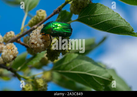 one green rose chafer (Cetonia aurata) feeding on an white mulberry fruit