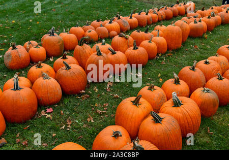 Pumpkins on farm in autumn Stock Photo