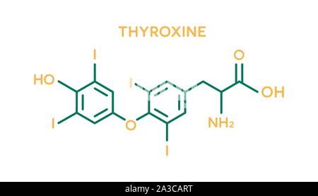 Thyroxine hormone molecular formula. Human body hormones symbol Stock Vector