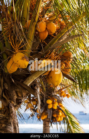 Ripe coconuts on a coconut tree (Cocos nucifera), palm tree, Bali, Indonesia, South East Asia, Asia Stock Photo