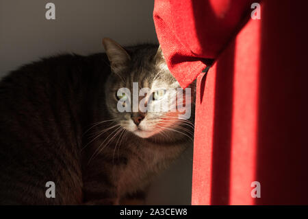 beautiful shy cat hiding behind a red sofa. A ray of light on his green eyes Stock Photo