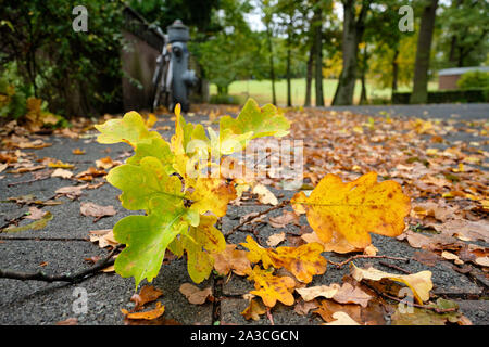 Nuremberg, Germany - October 05, 2019: Wet yellow autumn leaves of an oak tree are lying on the pavement in a residental district with a park in the b Stock Photo