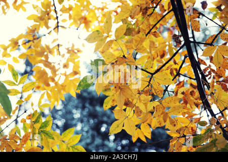 Abstract autumn background, old orange leaves, dry tree foliage, soft focus, autumnal season, changing of nature, bright sunlight. Stock Photo