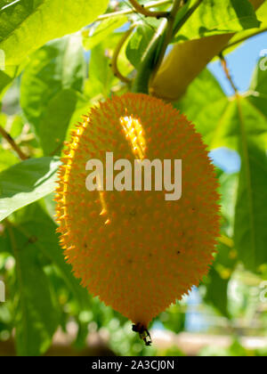 fruit (Momordica cochinchinensis)  has been used as food and medicine. Stock Photo