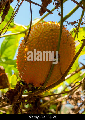 fruit (Momordica cochinchinensis)  has been used as food and medicine. Stock Photo