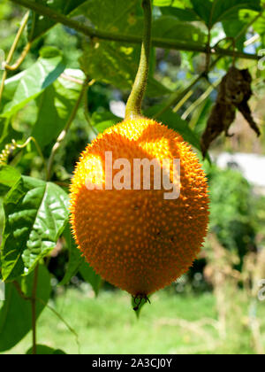 Momordica cochinchinensis  fruit   ,  cultivated in Southeast Asian and used as food,medicine. Stock Photo