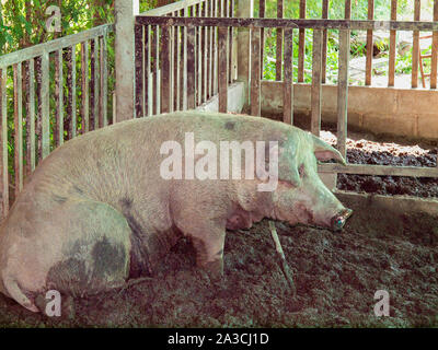 piglets at farm were laid to rest in a wooden enclosure. Stock Photo