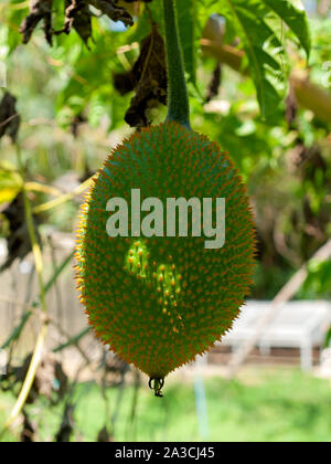 Momordica cochinchinensis  fruit   ,  cultivated in Southeast Asian and used as food,medicine. Stock Photo