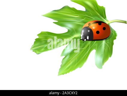 ladybugs on a green leaf isolated on white Stock Vector