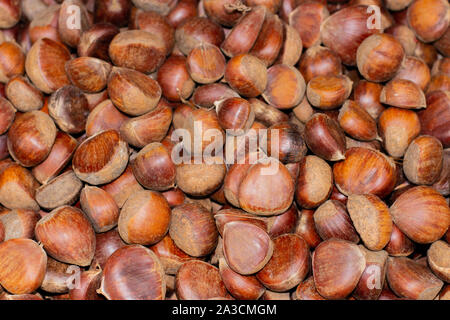 Ripe chestnut fruits Castanea sativa set, food background. Brown chestnut nuts unroasted, a large pile Stock Photo