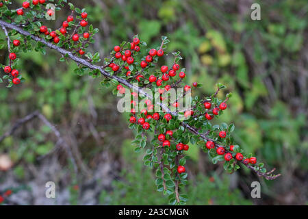 Beautiful red berries ripen on the branches Stock Photo