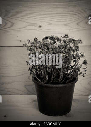 Vintage , Trees are dying  , Placed on a wooden table. Stock Photo
