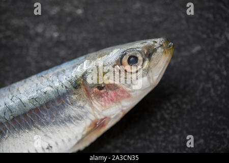 A single raw, uncooked Cornish sardine, Sardina pilchardus, bought from a supermarket in the UK. In the UK sardines above a certain size are known as Stock Photo
