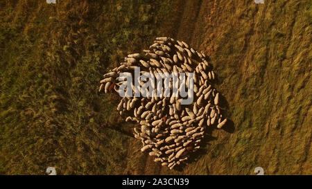 Aerial view of white sheep. Grazing of animals. Stock Photo