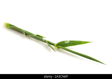 Giant cane branch isolated on white background Stock Photo
