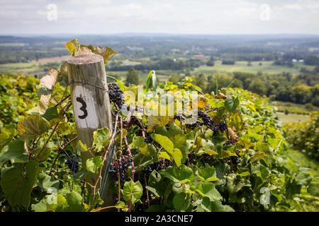 Vineyard scenes at Bluemont Vineyard in northern Virginia. Stock Photo