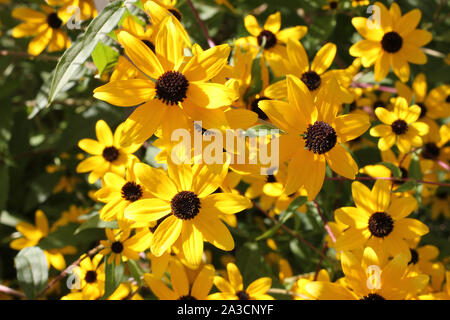 Golden yellow black-eyed Susan flowers in afternoon sun, Rudbeckia hirta. Stock Photo
