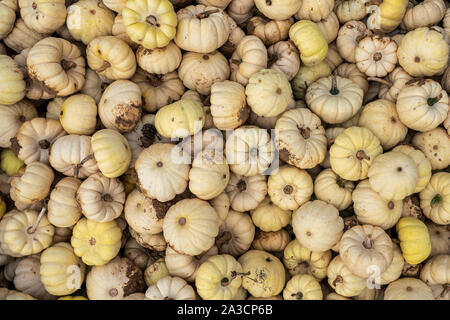 Freshly picked small white yellow pumpkins Stock Photo