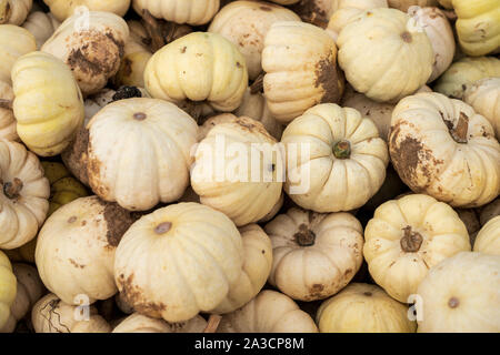 Freshly picked small white yellow pumpkins Stock Photo