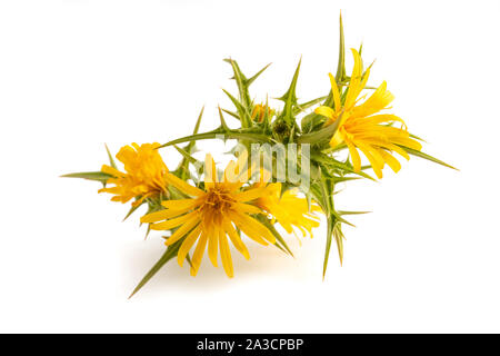 Common  golden  thistle isolated on white background Stock Photo