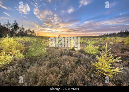 Heathland with bright colored larch (Larix decidua) trees under vivid blue clouded sky at sunset Stock Photo