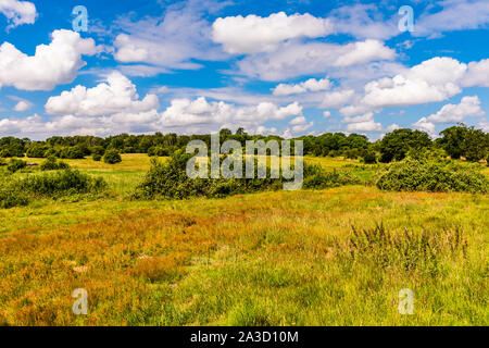 Summer's day over the fields at Hatfield Forest, Essex, UK Stock Photo