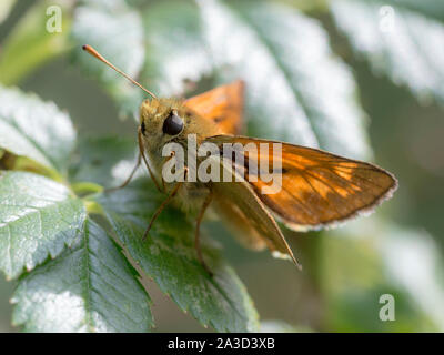 Small Skipper (Thymelicus Sylvestris) sitting on a leaf Stock Photo