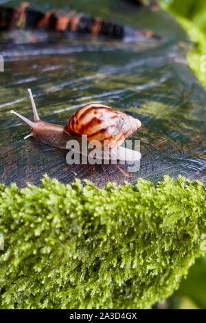 Snail on mossy chopped log in Tawain Stock Photo