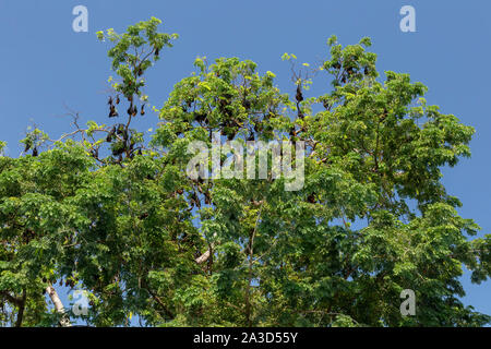 fruit bats hanging from trees in cambodia Stock Photo