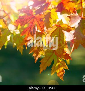 Multi-colored maple leaves. Autumn day. Park. Stock Photo