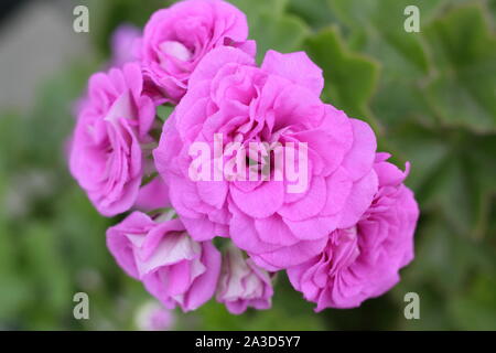 Pelargonium 'Mauve Beauty' - ivy leaved cultivar with double mauve blossoms in late summer. UK Stock Photo