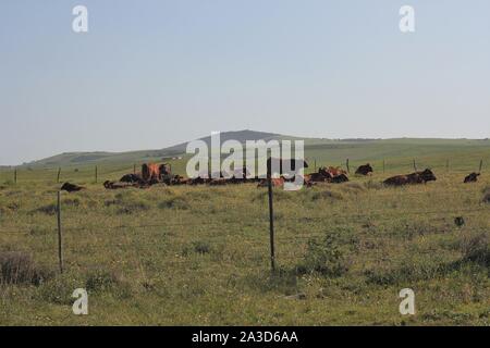 Grassland pasture with grazing cattle near Boknes, Eastern Cape, South Africa Stock Photo