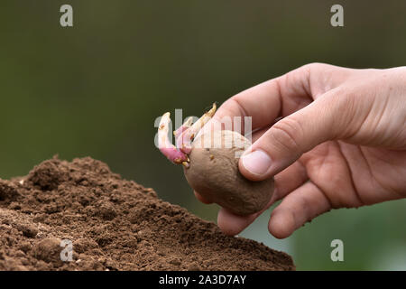 hand planting potato tuber in the vegetable garden Stock Photo