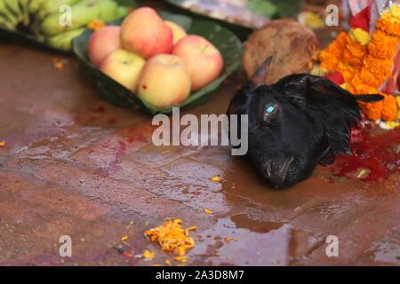 Kathmandu, Nepal. 06th Sep, 2019. Heads of Goat as after slaying in celebration of Navami, ninth day of Dashain Festival at Basantapur Durbar Square, Kathmandu, Nepal on October 07, 2019. The temple opens once in a year for public on Navami Day. Dashain is the longest and the most auspicious festival in Nepal offering devotion towards Goddess Durga. It is celebrated for 10 days by Nepalese Hindu people. (Photo by Subash Shrestha/Pacific Press) Credit: Pacific Press Agency/Alamy Live News Stock Photo