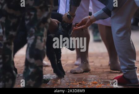 Kathmandu, Nepal. 06th Sep, 2019. A Nepalese devotees prepares to slaying a Goat in celebration of Navami, ninth day of Dashain Festival at Basantapur Durbar Square, Kathmandu, Nepal on October 07, 2019. The temple opens once in a year for public on Navami Day. Dashain is the longest and the most auspicious festival in Nepal offering devotion towards Goddess Durga. It is celebrated for 10 days by Nepalese Hindu people. (Photo by Subash Shrestha/Pacific Press) Credit: Pacific Press Agency/Alamy Live News Stock Photo