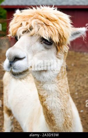 Cute Llama Posing for the Camera in a New Jersey Farm. Stock Photo