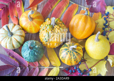 Assortment of ornamental pumpkins on the wooden background Stock Photo