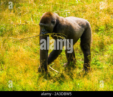 portrait of a western lowland gorilla walking through the grass, Critically endangered animal specie from Africa Stock Photo