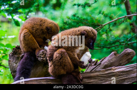 red bellied lemurs eating vegetables together, Zoo animal feeding, Vulnerable primate specie from madagascar Stock Photo