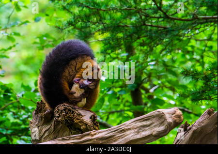 Closeup of a red bellied lemur chewing on a vegetable, tropical monkey eating food, Vulnerable animal specie from Madagascar Stock Photo