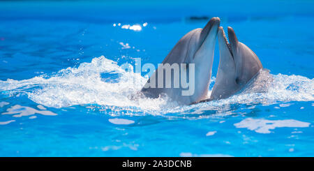 pair of dolphins dancing in water Stock Photo